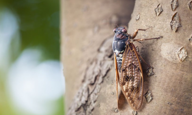 Cicadas started to sing in Brasília: rain season will start!