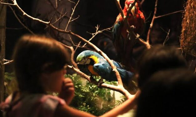 Brasília Zoo Opens Registration for Night Tour