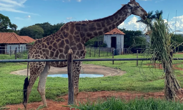 Animal Experience at the Brasília Zoo