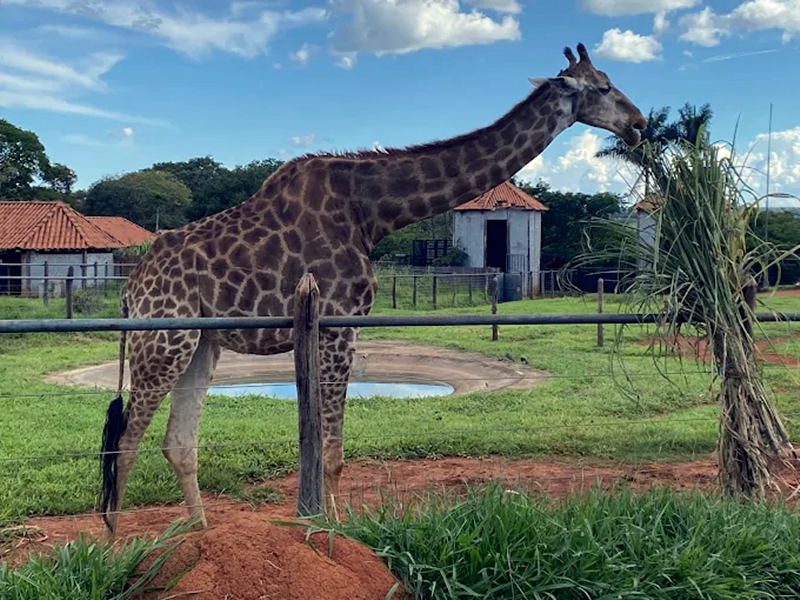 Animal Experience at the Brasília Zoo